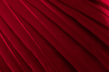 feather pigeon macro photo. texture or background