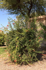 Fototapeta na wymiar Neat red flowers and tiny ripening fruits hanging from twigs of dwarf pomegranate shrub used as ornamental plant along city roads in American Southwest