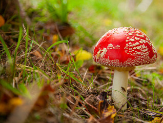 mushroom red with white dots