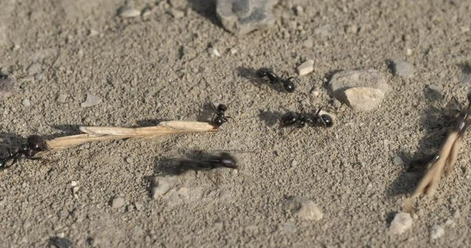 Ants on the ground,  in southern France