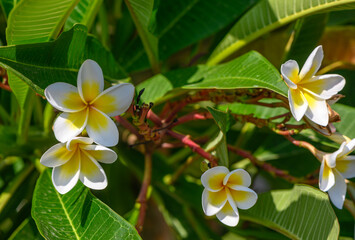 Obraz na płótnie Canvas white tropical flowers on a tree branch 1