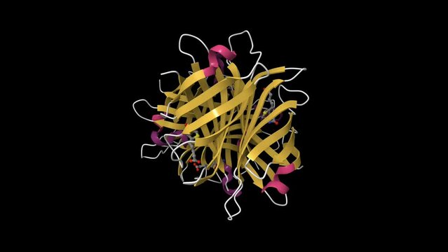 Structure of biotin-streptavidin complex. Animated 3D cartoon and Gaussian surface models, PDB 1stp, secondary structure color scheme, black background