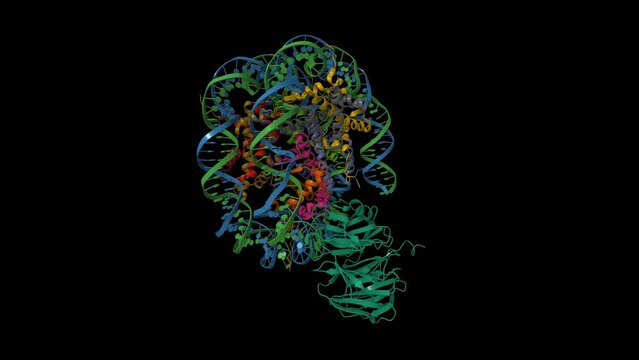 Cryo-EM structure of retinoblastoma-binding protein 5 (green) bound to the nucleosome. Animated 3D cartoon and Gaussian surface models, PDB 6pwx, black background