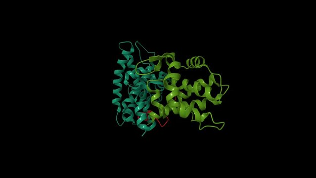 Crystal structure of the retinoblastoma tumour suppressor protein (green) bound to E2F peptide. Animated 3D cartoon and Gaussian surface models, PDB 1o9k, chain id color scheme, black background