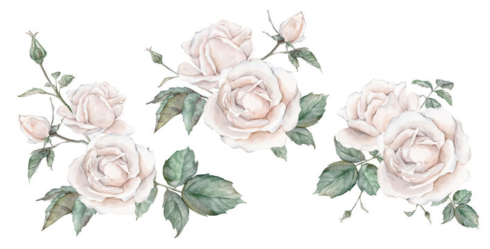 Set elements of white rose, collection garden flowers, leaves. Clipart watercolor hand painting illustration on isolate white background. For bouquets, wreaths, wedding invitations, anniversary