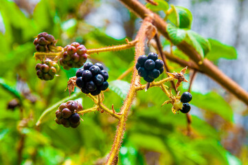 currant berries