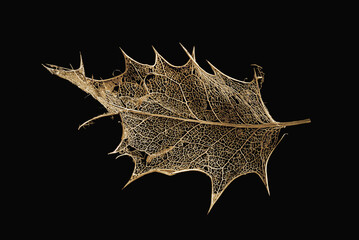 A decomposed holly leaf isolated on a black background