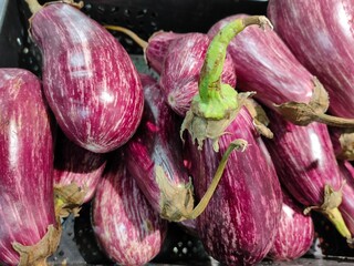 eggplant "graffiti" with a striped white-purple surface on the supermarket counter 