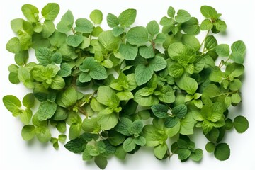 Assortment of mint, melissa, and thyme leaves showcased on a white background from a bird's eye view. Generative AI