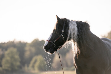 Irish cob gypsy vänner horse