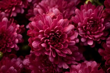 Close-up of burgundy chrysanthemum flowers. Generative AI