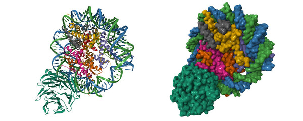 Cryo-EM structure of retinoblastoma-binding protein 5 (green) bound to the nucleosome. 3D cartoon and Gaussian surface models, PDB 6pwx