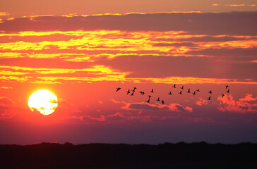 Colorful sunset landscape in late autumn with migratory birds in the sky
