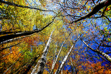 Colorful autumn trees. HDR Image (High Dynamic Range). 