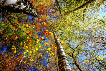 Colorful autumn trees. HDR Image (High Dynamic Range). 