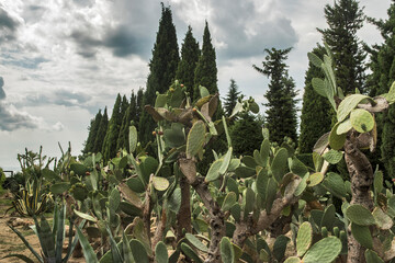 Cactuses in botanical garden on summer day