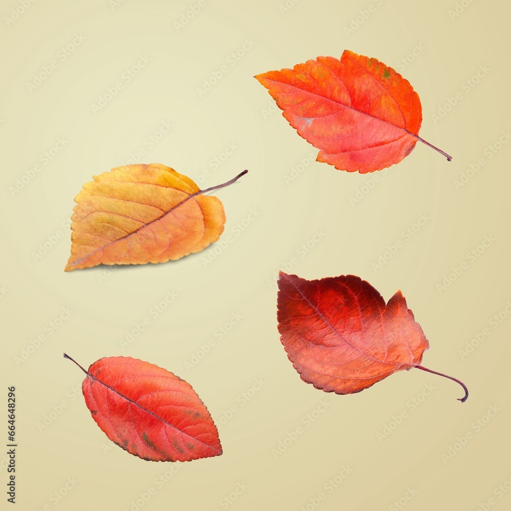 Wall mural Different bright colored autumn leaves