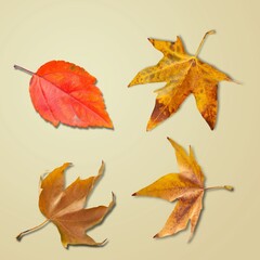 Different bright colored autumn leaves