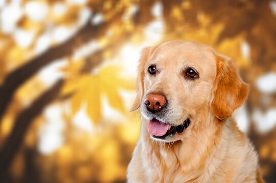 Cute young dog in autumn park, AI generated image