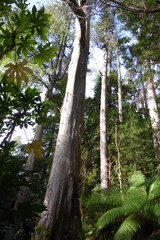 Inverewe Garden, Schottland, Eukalyptusbäume