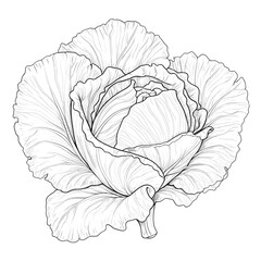Hand Drawn Sketch Cabbage Illustration

