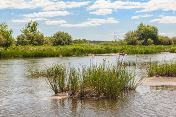 Butomus umbellatus flowers on a background of water and grass