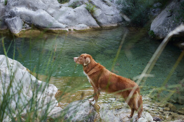 the dog on a stone on the river at waterfall. Nova Scotia Duck Tolling Retriever in nature near the water