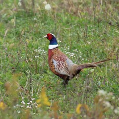 Regal Ring-necked Pheasant 