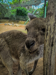 Naklejka premium kangaroo and baby