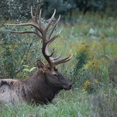 Naklejka na ściany i meble Bull Elk Beautiful Autumn Rut 
