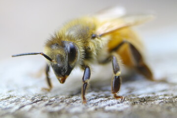 Macro Bee