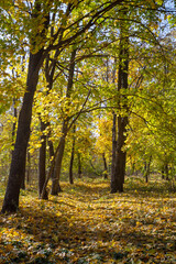 Tree branches with bright yellow leaves against clear blue sky. Bright yellow maple leaves on sunny September day. Beautiful bright colors of autumn. Selective focus