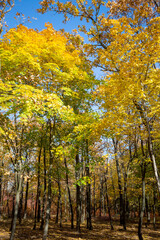 Tree branches with bright yellow leaves against clear blue sky. Bright yellow maple leaves on sunny September day. Beautiful bright colors of autumn. Selective focus