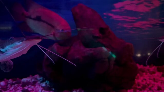 Pseudoplatystoma tigrinum, tiger sorubim or caparari swims in a dark pond with red lighting. Decorative catfish
