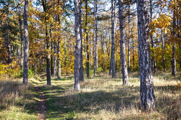 Obraz premium Sun rays through pine forest at Odessa. Selective focus