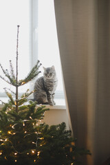 Merry christmas celebration and cat. Gray fluffy cute cat near decorated christmas tree. Furry pet resting at home for holidays.