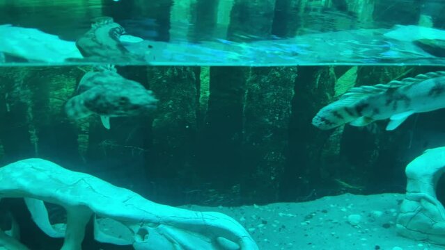 Polypterus ray or Senegalese fish swims in dark water in an aquarium near dinosaur skulls. Decorative creative design of the aquarium