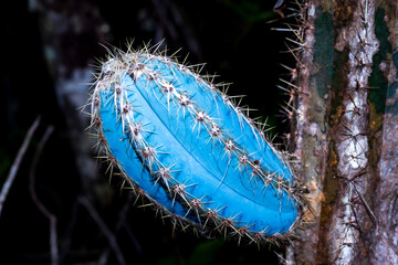 Cactus do serrado de Minas Gerais