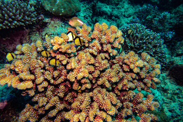 coral reef
