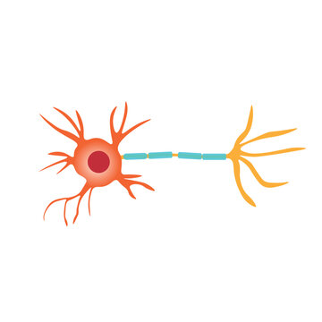 Neuron communication anatomy. Neuron structure diagram. Vector illustration.