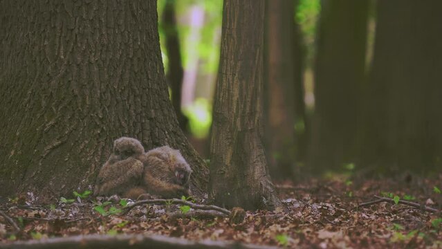 Beautiful young uhu owls in spring in the forest at the base of a tree Bubo Bubo