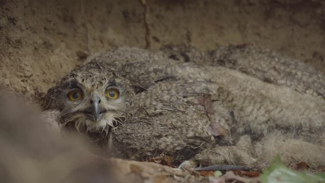 Eurasian Eagle Owl (Bubo Bubo) Chicks Baby Owlets In The Nest Close-Up Image