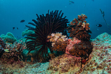 Naklejka na ściany i meble Coral Reef