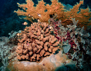 Fototapeta premium Coral Reef