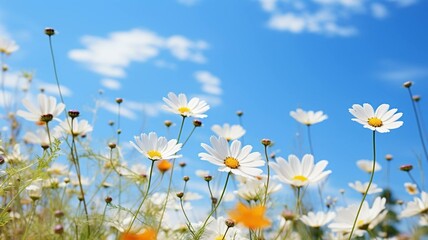 field of daisies