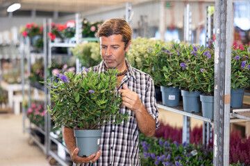 Male employee of flower supermarket near shelf with hebe chooses pot with young plant to send order for customer