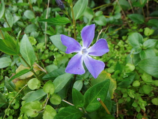 ヒメツルニチニチソウの花
