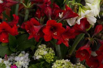 Photograph of plants for sale in a local market in South America. Concept of plants and flowers.