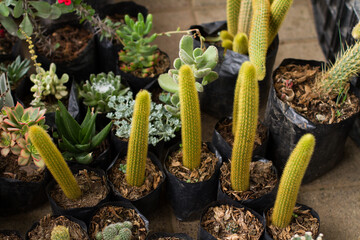 Group photo of cactus and succulents for sale at a fair. Concept of plants and flowers.