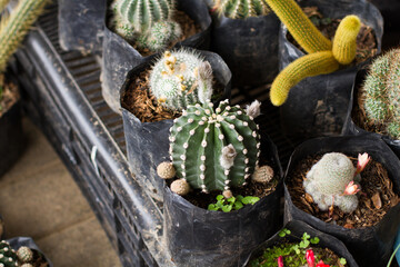 Group photo of cactus and succulents for sale at a fair. Concept of plants and flowers.